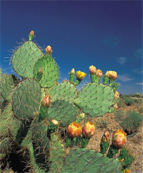 Hình cây xương rồng mạnh mẽ sống trên sa mạc