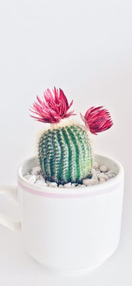 Hình cây xương rồng nở hai bông hoa màu hồng đậm