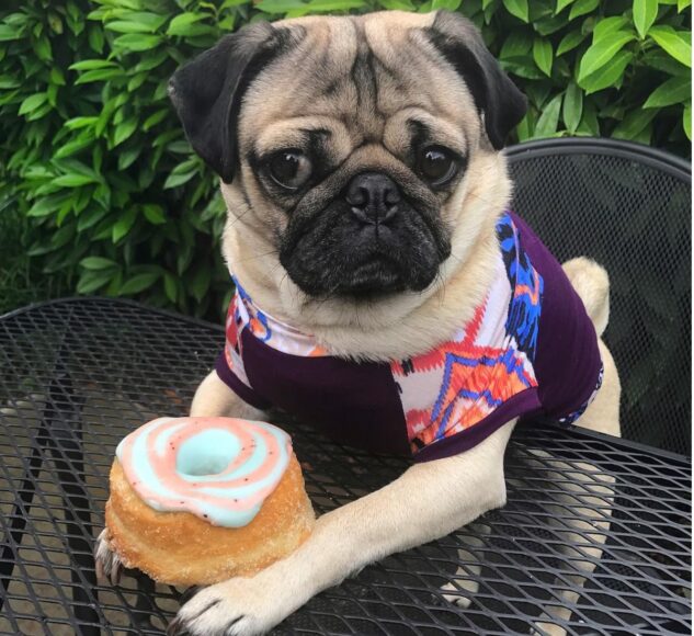 hình chó mặt xệ cầm bánh