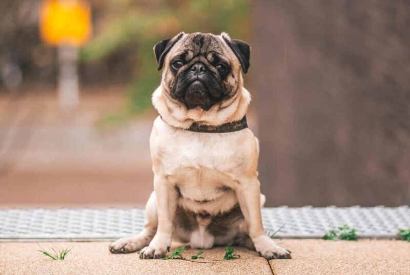 hình chó mặt xệ dễ thương