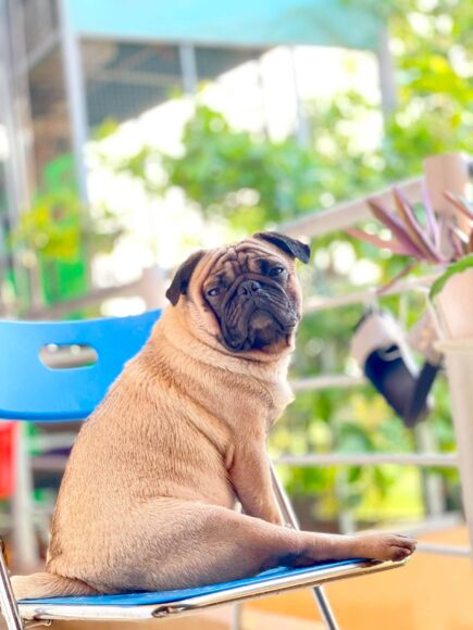 hình chó mặt xệ ngồi trên ghế