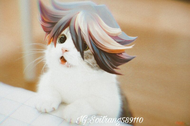 ảnh mèo liên quân ấn tượng