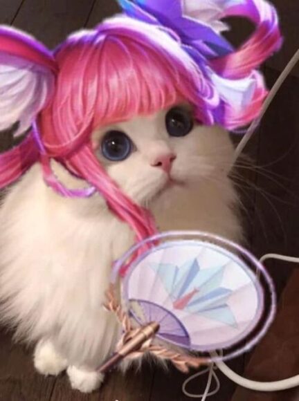 ảnh mèo liên quân cầm quạt