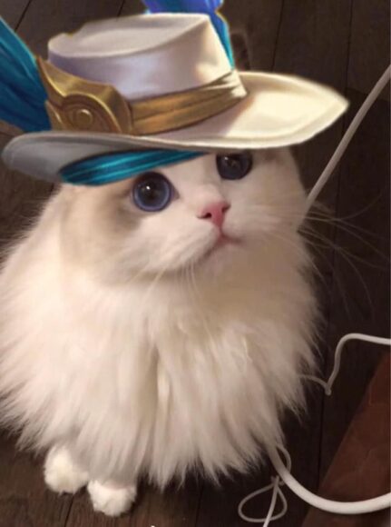 ảnh mèo liên quân đội mũ