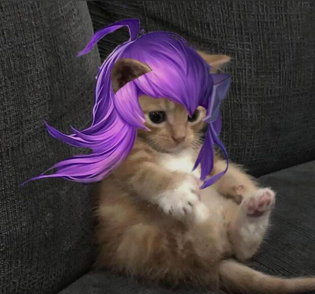 ảnh mèo liên quân flo