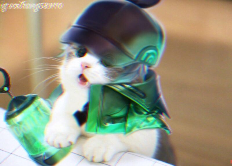 ảnh mèo liên quân khác biệt