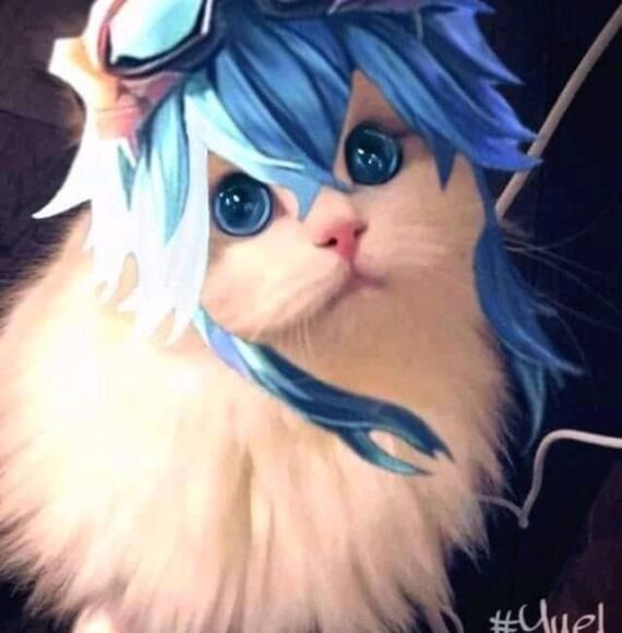 ảnh mèo liên quân mắt long lanh