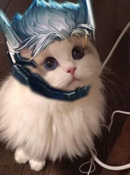 ảnh mèo liên quân skin công nghệ