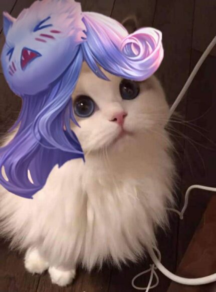 ảnh mèo liên quân tóc tím