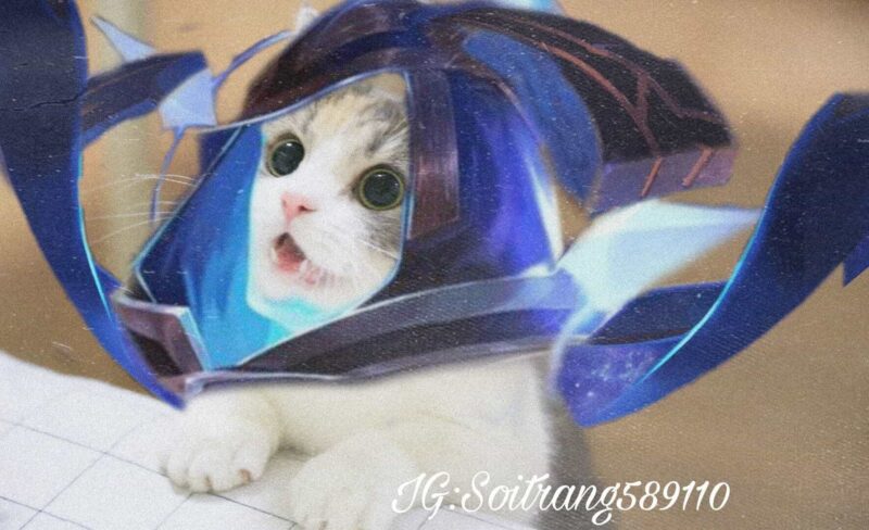 ảnh mèo liên quân tóc xanh