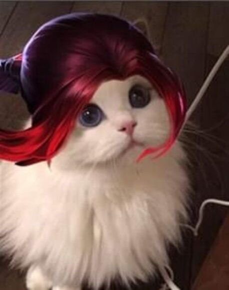 ảnh mèo liên quân với mái tóc đỏ
