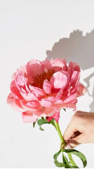 ảnh nền điện thoại iPhone hoa mẫu đơn màu hồng