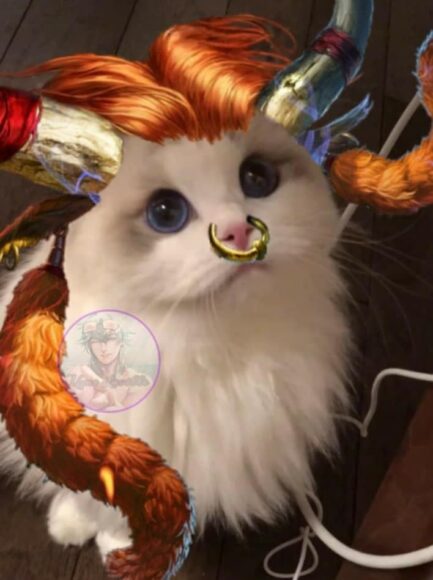 avatar mèo liên quan raz