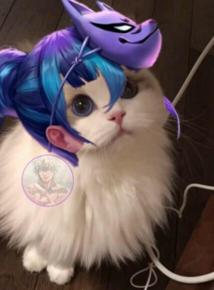 hình ảnh mèo liên quân Allain