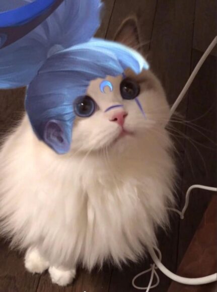 hình ảnh mèo liên quân ấn tượng