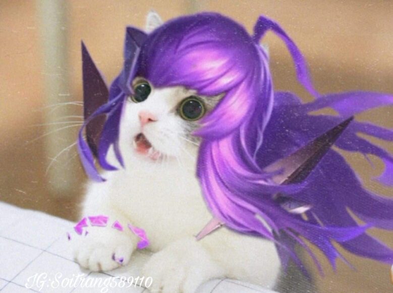 hình ảnh mèo liên quân cute