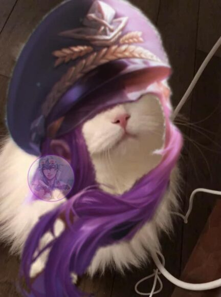 Hình ảnh mèo liên quân Raz