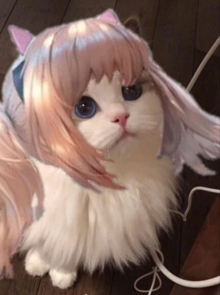 hình ảnh mèo liên quân xinh