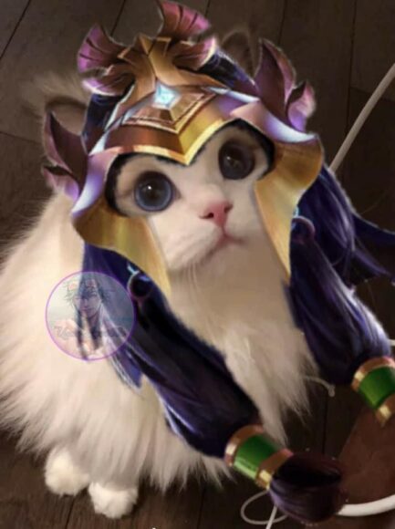 hình mèo liên quân ấn tượng