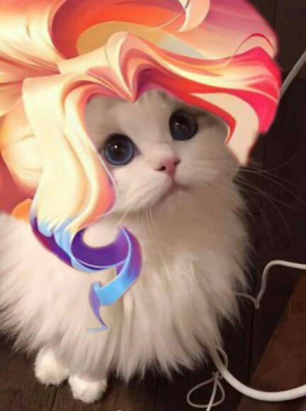 hình mèo liên quân bồng bềnh