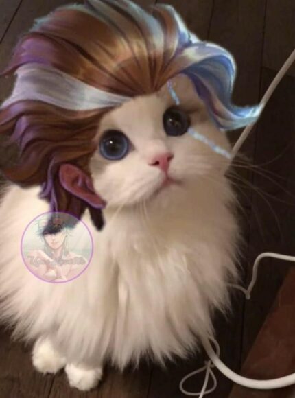 hình mèo liên quân cá tính