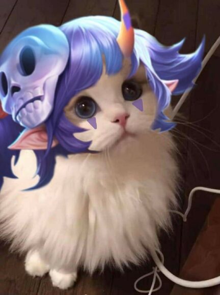 hình mèo liên quân đầu lâu