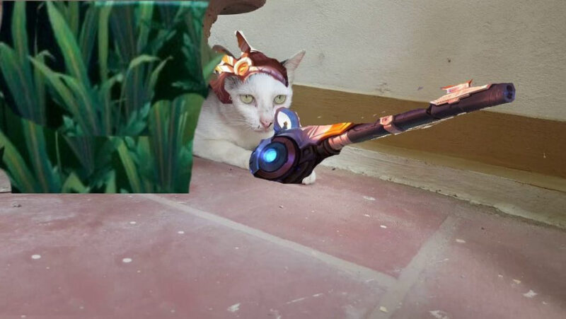 hình mèo liên quân elsu