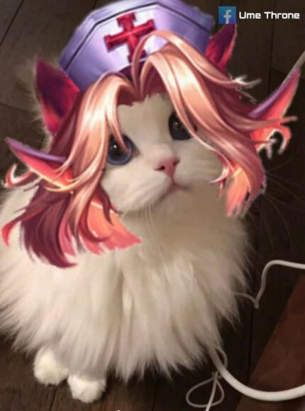 hình mèo liên quân hải tặc