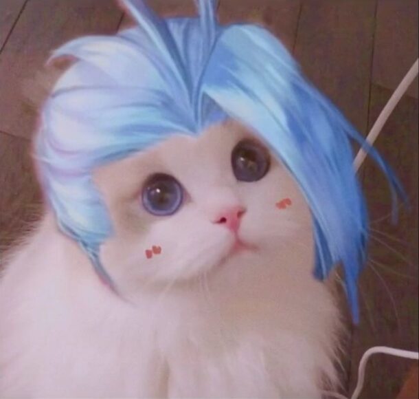 hình mèo liên quân mắt tròn xoe