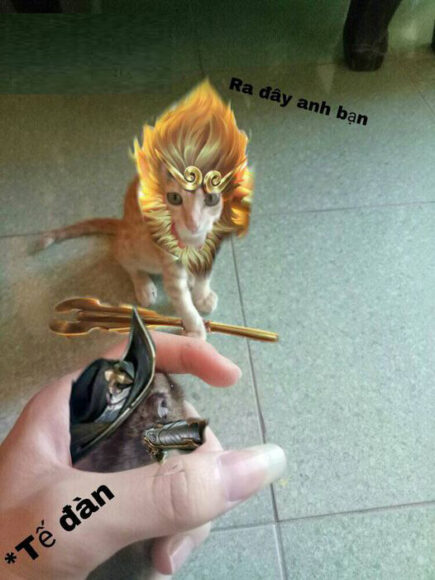 hình mèo liên quân ngộ không