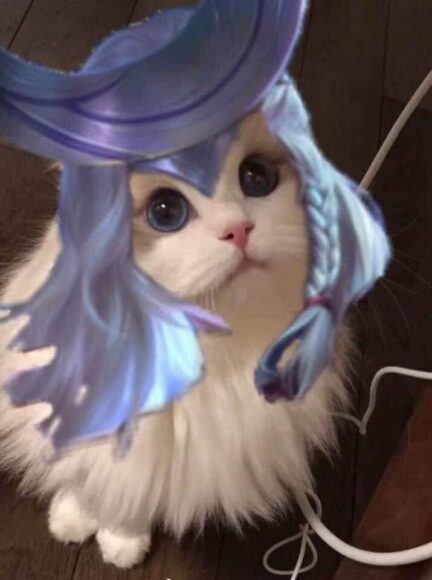 hình mèo liên quân tóc xanh