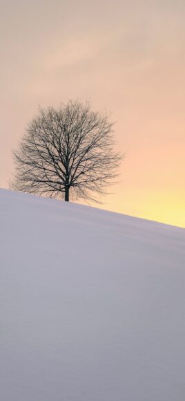 ảnh đơn giản cái cây trên nền tuyết