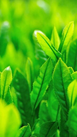 ảnh nền cây chồi cây trà