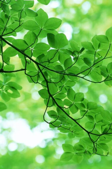 ảnh nền cây đẹp nhất cho điện thoại