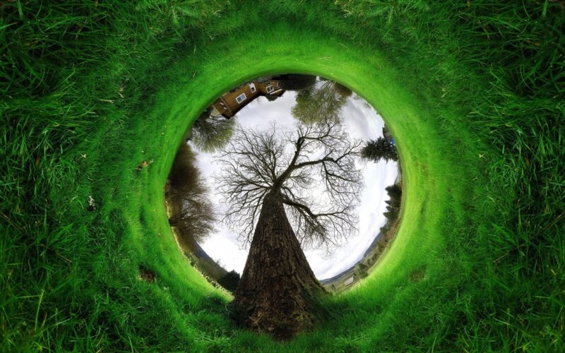 ảnh nền cây góc nhìn lạ