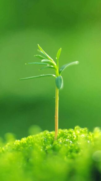 ảnh nền cây mầm non