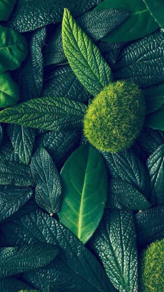 ảnh nền cây màu xanh đậm