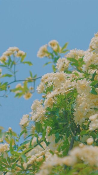 ảnh nền cây và bầu trời cực chill