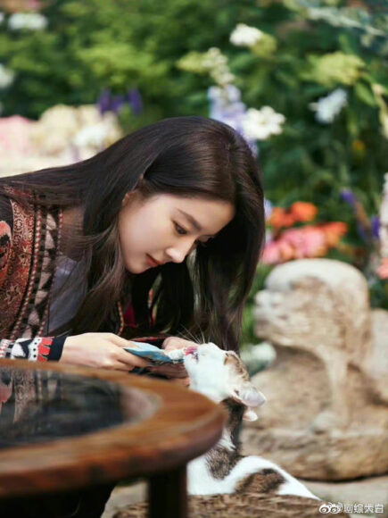 hình ảnh Lưu Diệc Phi chơi đùa cùng mèo cưng