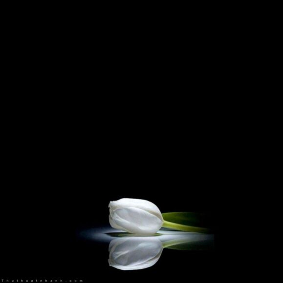 avatar tang lễ đen